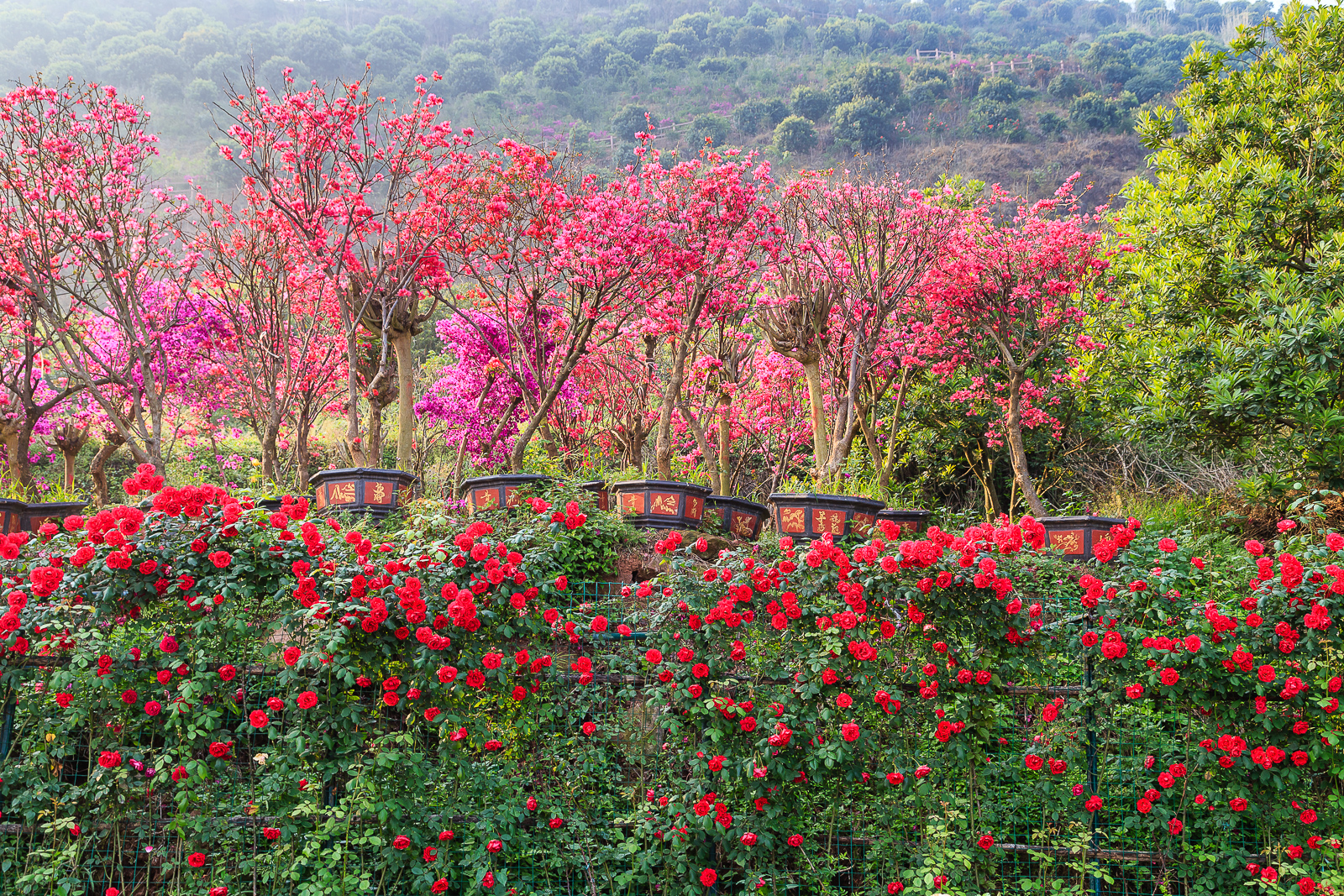杨梅小镇简介,杨梅小镇的杨梅几月成熟