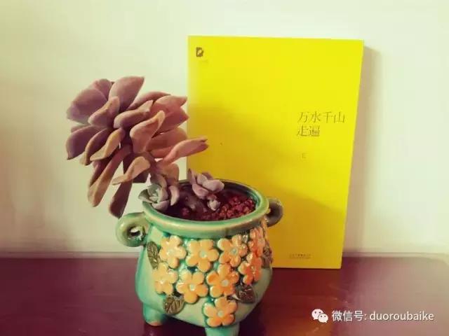 原来多肉与书更配哦！文艺范走起！