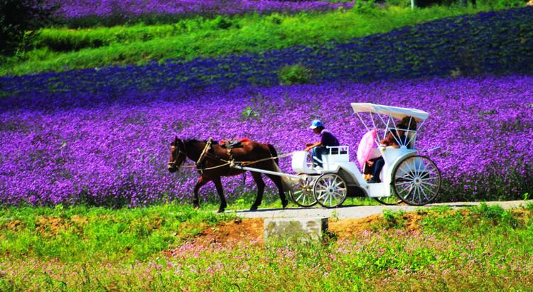 国内薰衣草旅游景点排名前十名,看国内薰衣草去哪里最美