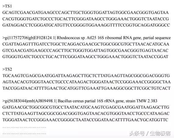 mega怎么建进化树,如何使用mega软件构建系统进化树