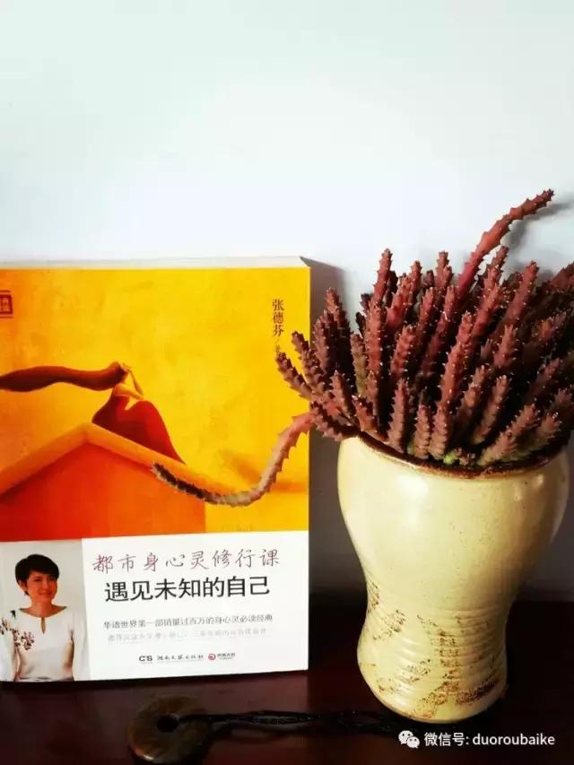 原来多肉与书更配哦！文艺范走起！