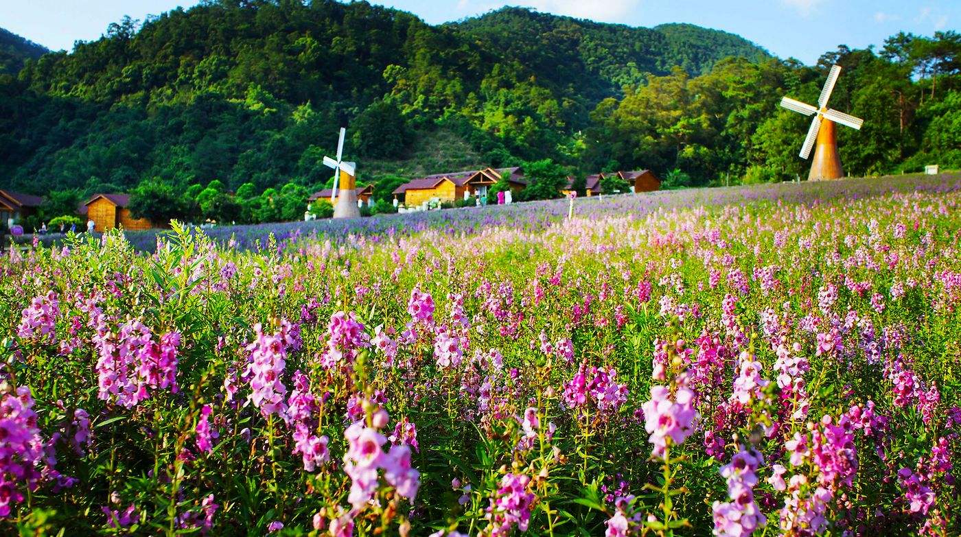 国内薰衣草旅游景点排名前十名,看国内薰衣草去哪里最美