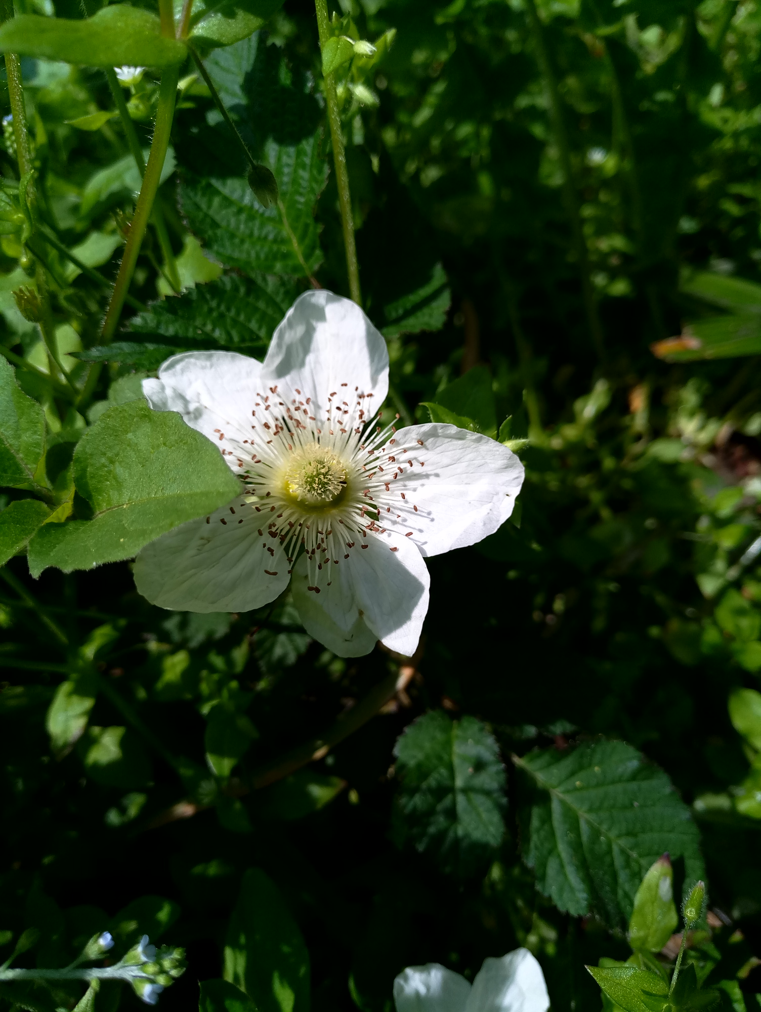 魅族mx6的体验怎么样,魅族mx6深度解析