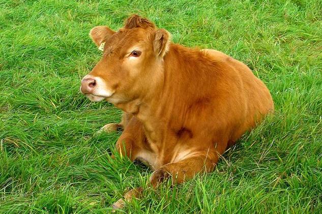 57岁属牛人的一生,66岁属牛人的一生