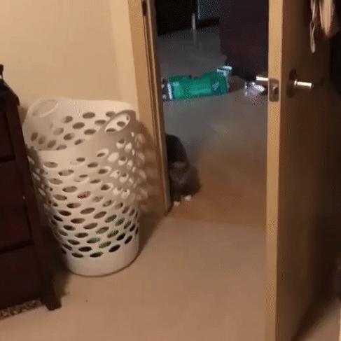 带来幸运的招财小黑猫,一只可以带来好运的猫