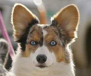 夏季狗狗耳道炎预防只治疗建议！