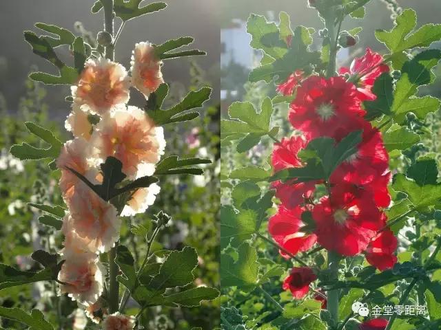 周末踏青最美樱花谷,周末乡村游田园美景醉游人