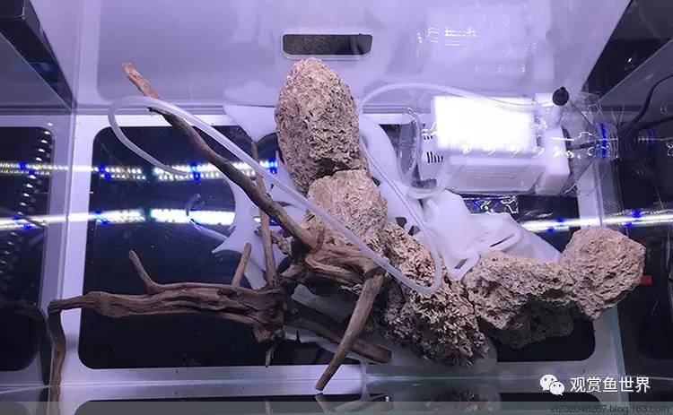 原生水陆缸开缸过程,超美摄影师