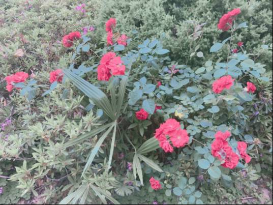 蚌埠三实小,蚌埠三实小是属于高新区么