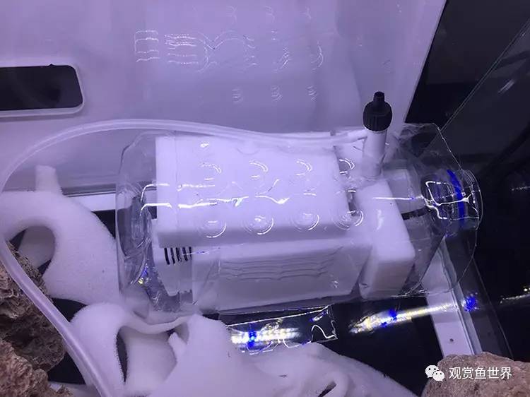 原生水陆缸开缸过程,超美摄影师