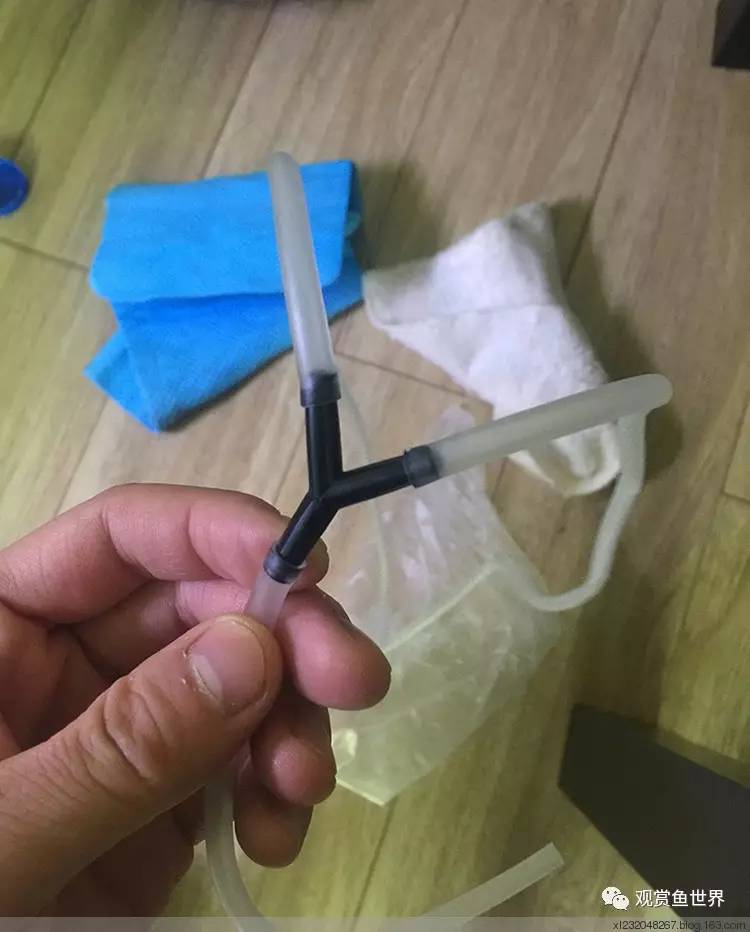 原生水陆缸开缸过程,超美摄影师