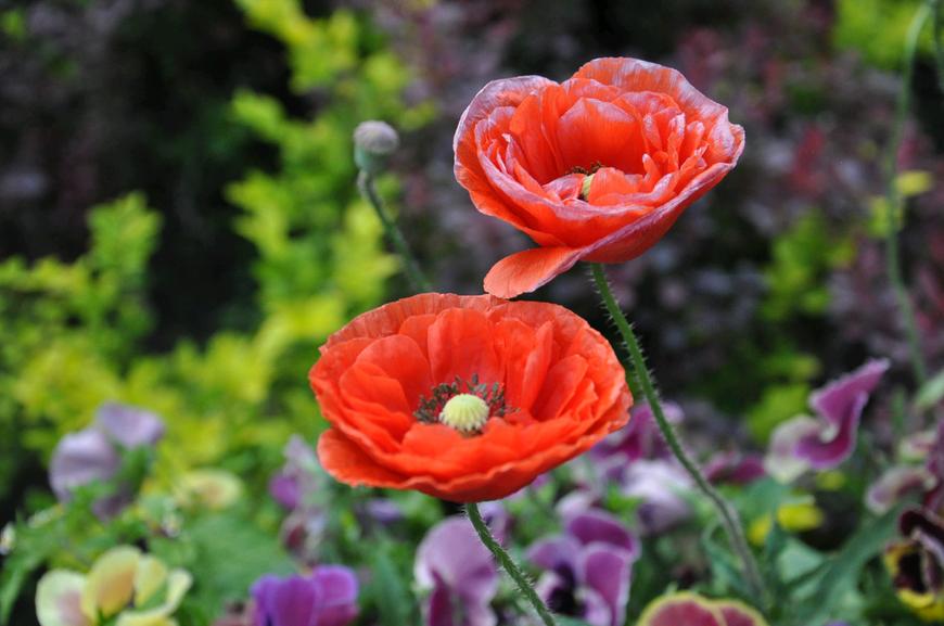 虞美人的花多彩丰富，薄薄的花瓣质薄如绫，光洁似绸，飘然欲飞