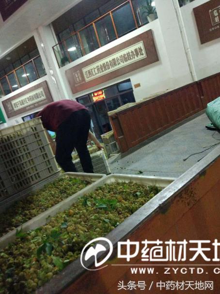 覆盆子涨价原因 (近日覆盆子价格)