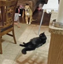 带来幸运的招财小黑猫,一只可以带来好运的猫