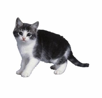 ps直接选择工具怎么变形,ps图片变形调整工具