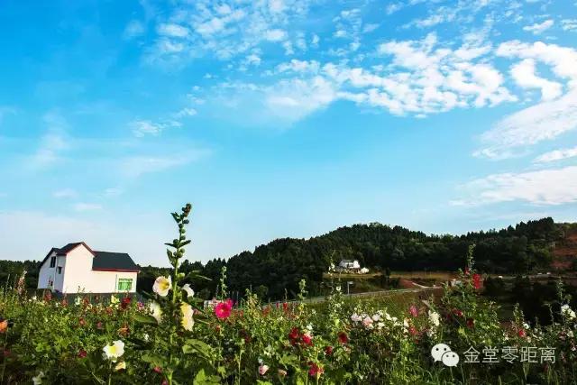 周末踏青最美樱花谷,周末乡村游田园美景醉游人