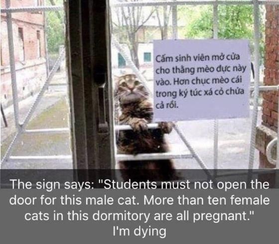 带来幸运的招财小黑猫,一只可以带来好运的猫