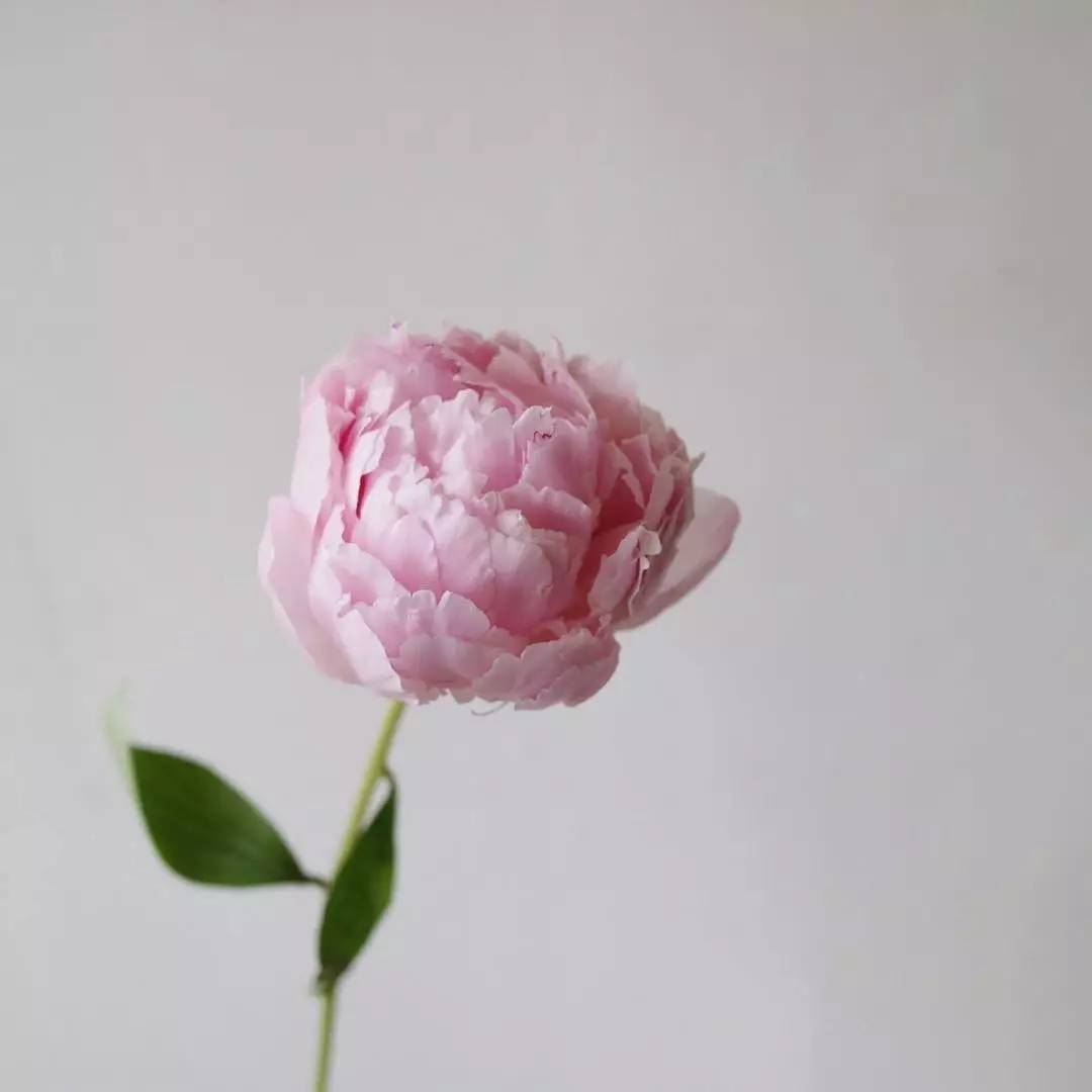 除了康乃馨还可以送母亲什么花,母亲节适合送妈妈的花康乃馨