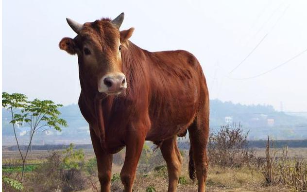 57岁属牛人的一生,66岁属牛人的一生