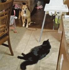 带来幸运的招财小黑猫,一只可以带来好运的猫