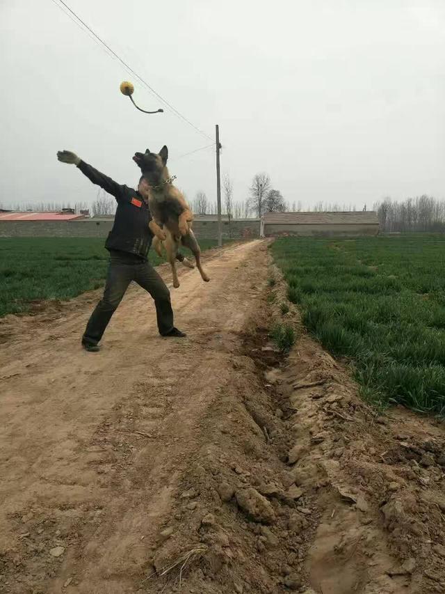 什么样的马犬才是军犬,大耳朵马犬和小耳朵马犬啥血统