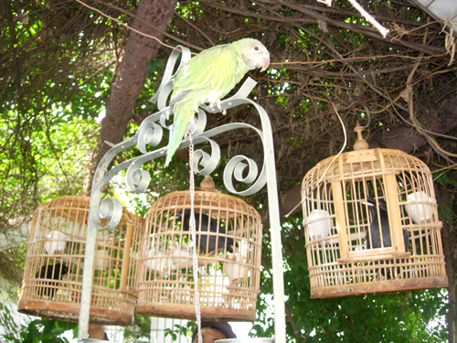 宠物八哥基础知识,八哥预防各种疾病