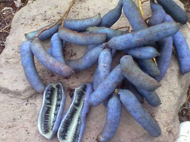 看一下那些你没有吃过的奇葩水果,哪十大奇葩水果吃了很富有