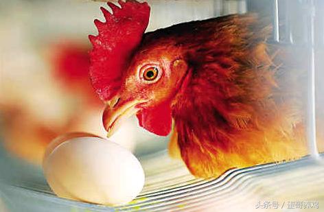 养鸡出现腿软站不起来,养鸡遇到鸡瘫痪怎么办