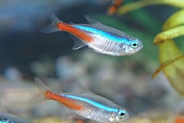 灯鱼适合的造景,灯鱼最简单的造景