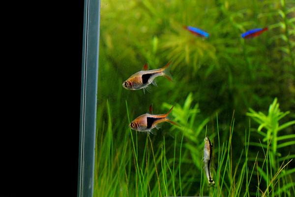 灯鱼适合的造景,灯鱼最简单的造景