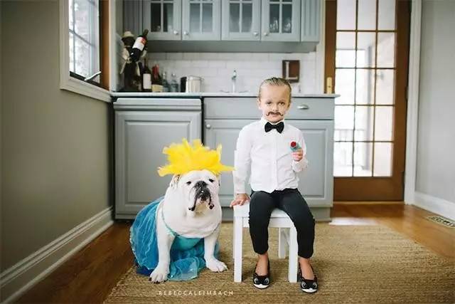 英国斗牛犬的饲养方法,英国斗牛犬的特点和性格特征