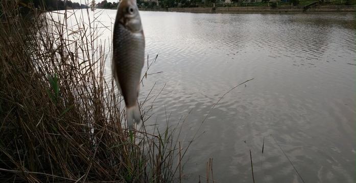 有毛不算秃含义,有毛不算秃怎么回复