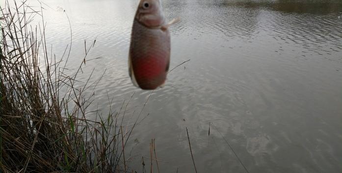 有毛不算秃含义,有毛不算秃怎么回复