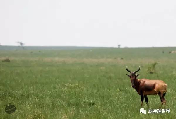 一天之内连开两条国际航线成都直飞非洲大陆往返1450元啦！