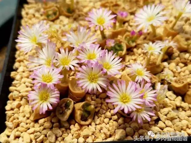 肉锥蜕皮要注意什么,蜕皮期的肉锥怎么服盆