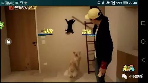 萧敬腾领养狗狗,萧敬腾领养孩子