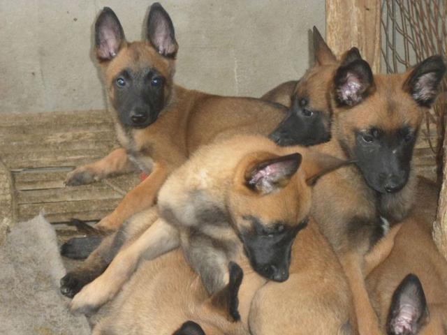 什么样的马犬才是军犬,大耳朵马犬和小耳朵马犬啥血统