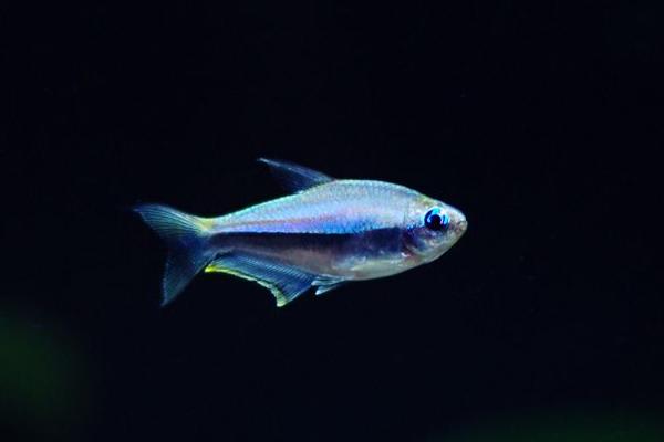 灯鱼适合的造景,灯鱼最简单的造景