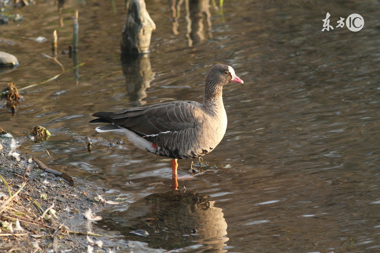 往往高端的食物只用到朴素的食材,美味食物往往不需要高端