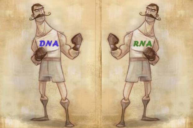 关于dna和rna,rnavsdna