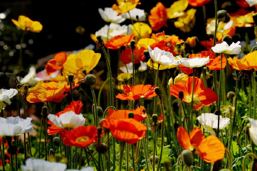 虞美人的花多彩丰富，薄薄的花瓣质薄如绫，光洁似绸，飘然欲飞