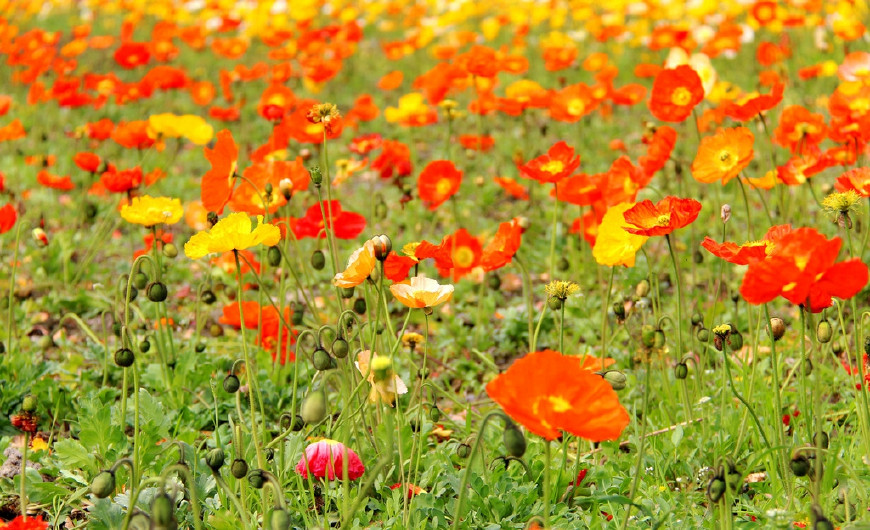 虞美人的花多彩丰富，薄薄的花瓣质薄如绫，光洁似绸，飘然欲飞