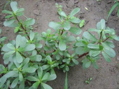 野菜马齿苋有很多的功效你知道吗,马齿苋在农村是常见的什么野菜