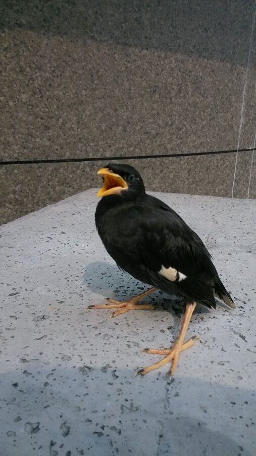 八哥学语的十个阶段,天下一场梦八哥跟主人说话