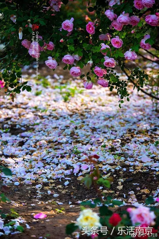 南京是一座很美的城市,南京最让人震动的城市