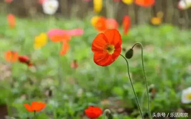 南京是一座很美的城市,南京最让人震动的城市