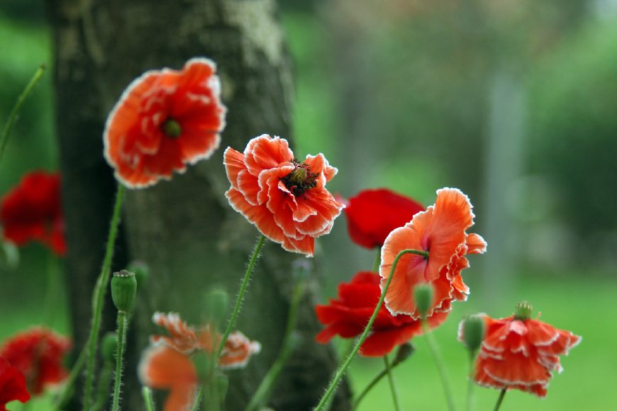 虞美人的花多彩丰富，薄薄的花瓣质薄如绫，光洁似绸，飘然欲飞