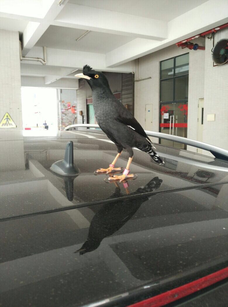 八哥学语的十个阶段,天下一场梦八哥跟主人说话