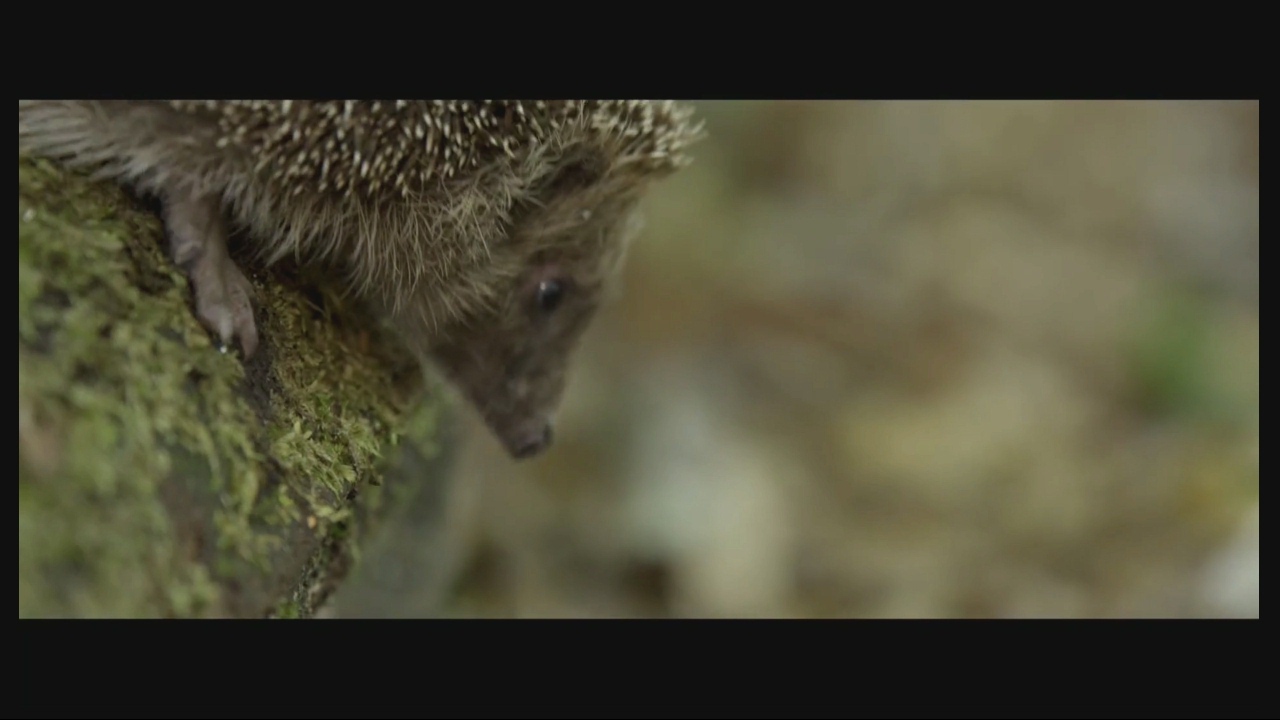 小米电视4旗舰版评测,小米电视4全面屏旗舰版评测