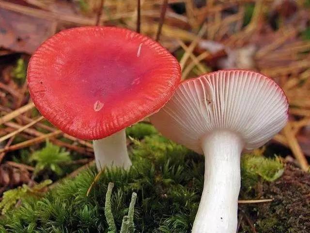 去野外采蘑菇意外发现巨毒蘑菇,采蘑菇发现毒蘑菇